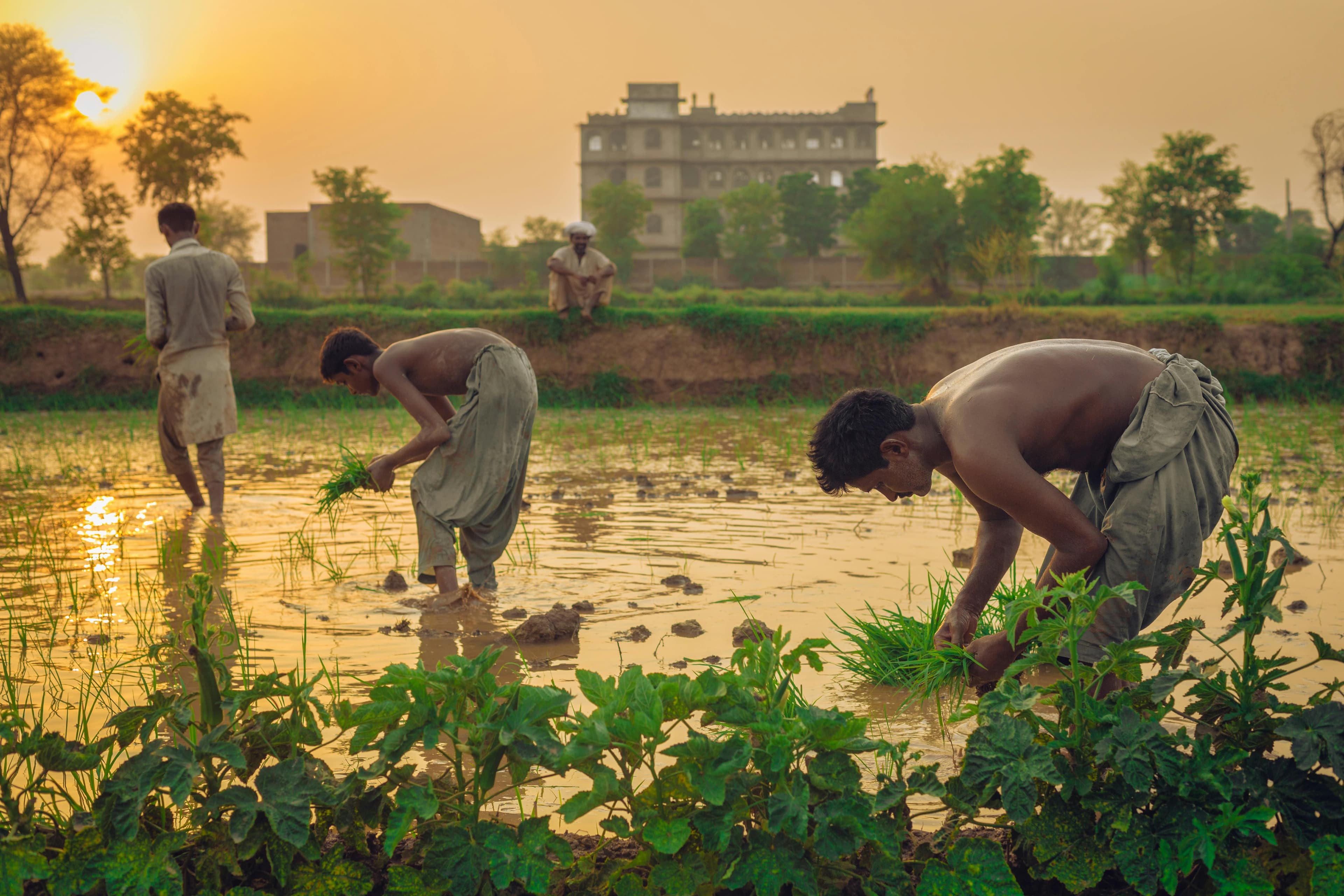 Soil testing and analysis in agricultural laboratory