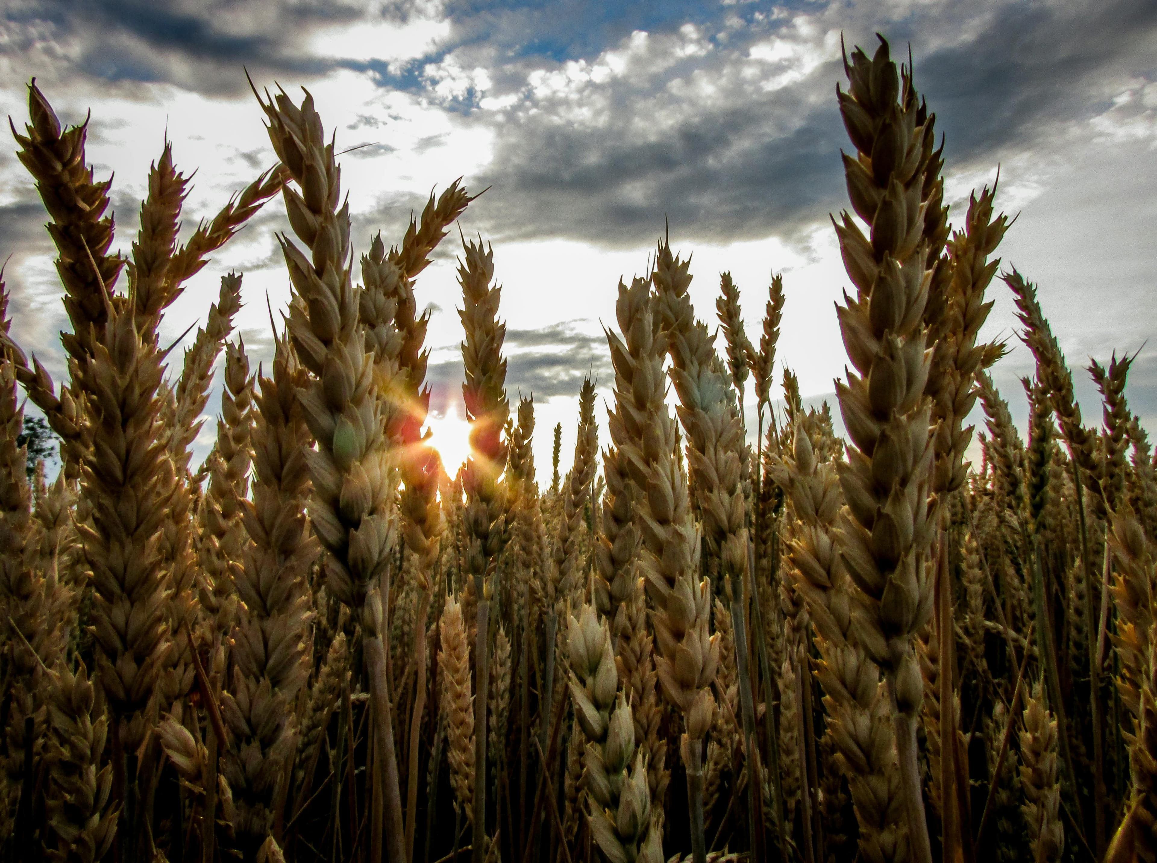 Herbicide application in agricultural field