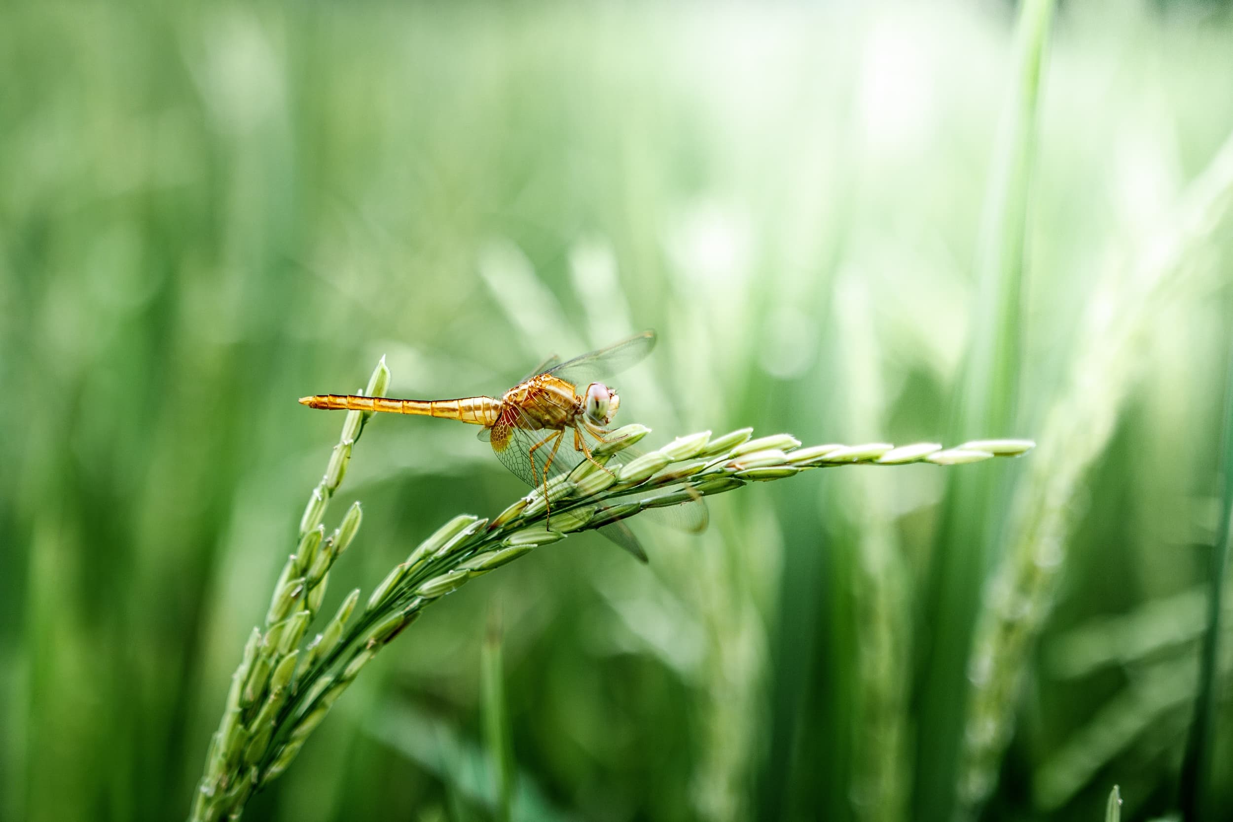 Drogonfly